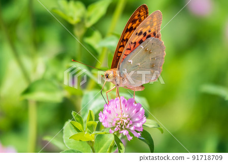 The dark green fritillary butterfly collects nectar on flower. Speyeria aglaja is a species of butterfly in the family Nymphalidae. 91718709