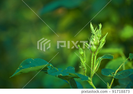 Group of rose buds on a green stem budding before blossoming and blooming in the garden and backyard at home. Closeup of delicate flowers growing on a wild bush with a bokeh background and copyspace Group of rose buds on a green stem budding before blossoming and blooming in the garden and backyard at home. Closeup of delicate flowers growing on a wild bush with a bokeh background and copyspace 91718873
