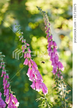 Pollinating bumble bee flying towards foxglove flowers in a garden. Blossoming digitalis purpurea in full bloom in a field during summer or spring. Beautiful purple plant with a green stem in nature Pollinating bumble bee flying towards foxglove flowers in a garden. Blossoming digitalis purpurea in full bloom in a field during summer or spring. Beautiful purple plant with a green stem in nature 91718875