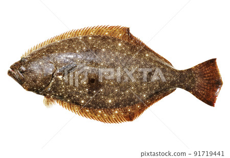 新鮮捕獲的比目魚 91719441