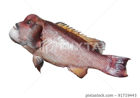 Freshly caught Asian sheepshead wrasse (adult fish) 91719443