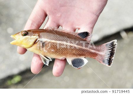 Freshly caught Asian sheepshead wrasse (young fish) Freshly caught Asian sheepshead wrasse (young fish) 91719445