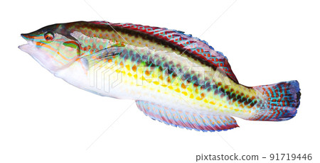 Freshly caught wrasse (parajulis) Freshly caught wrasse (parajulis) 91719446