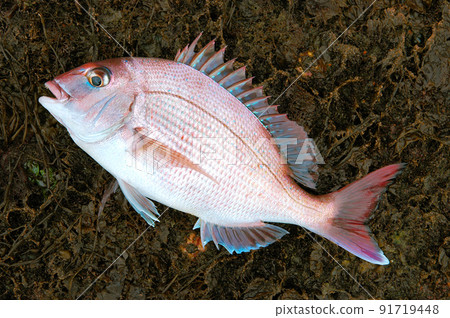 新鮮捕獲的紅鯛魚 新鮮捕獲的紅鯛魚 91719448