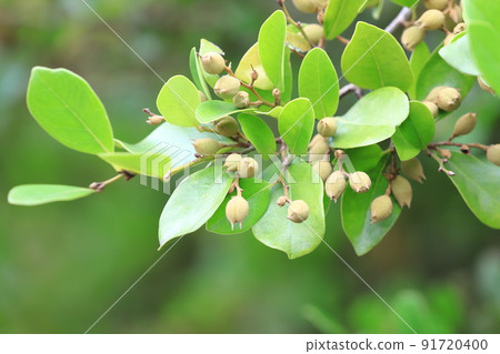 Distylium racemosum that bears a lot of fruit Distylium racemosum that bears a lot of fruit 91720400