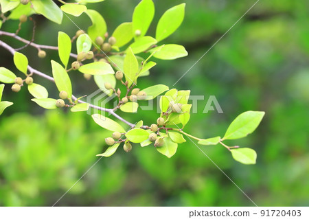 Distylium racemosum that bears a lot of fruit Distylium racemosum that bears a lot of fruit 91720403