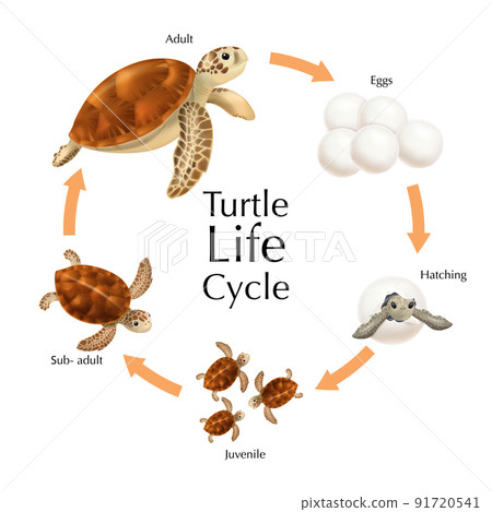 Turtle Life Cycle Set 91720541