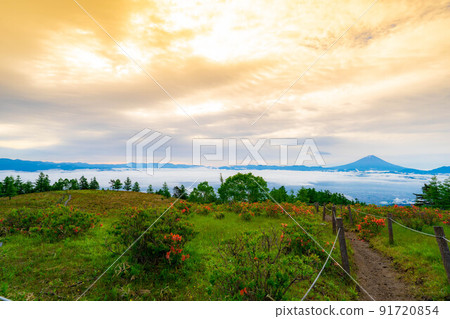 [Mt. Fuji] Mt. Fuji, Japanese azalea and sea of clouds at sunrise seen from Mt. Amari in early summer [Yamanashi Prefecture] 91720854