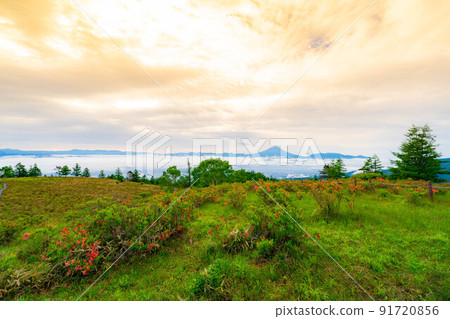 [富士山]初夏從甘有山看到的富士山、杜鵑花和雲海[山梨縣] 91720856