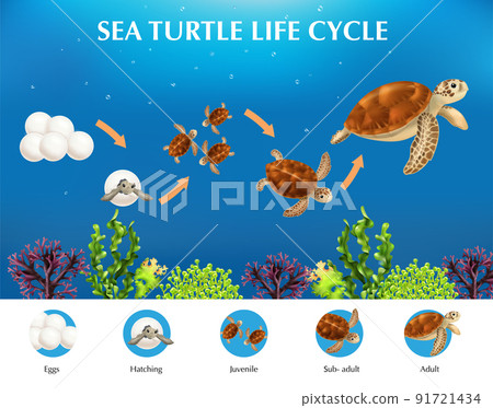 Turtle Life Cycle Infographics 91721434