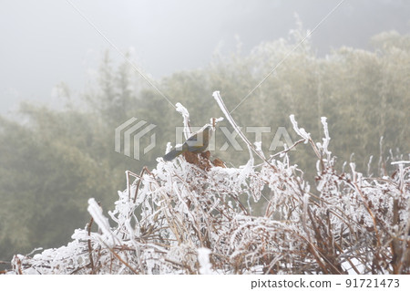 合歡山 91721473