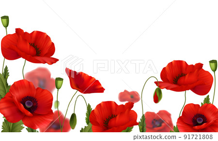 Red Poppies Flowers Realistic Composition Red Poppies Flowers Realistic Composition 91721808