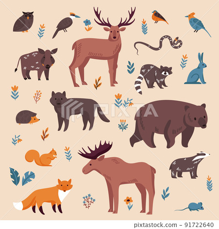 Forest Animals Color Set 91722640