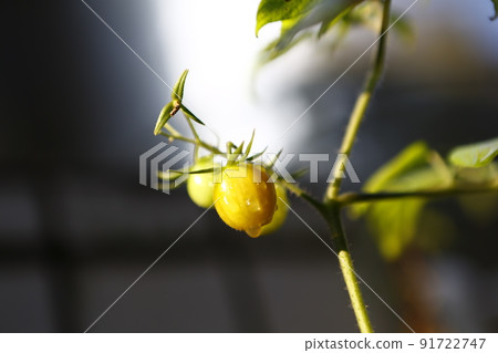 Cherry tomato 91722747