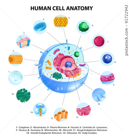 Cell Anatomy Infographics 91722942