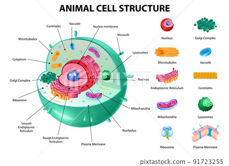Animal Cell Anatomy 91723255