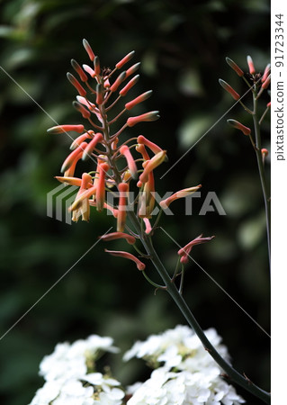 蜘蛛螳螂蘆薈花 蜘蛛螳螂蘆薈花 91723344