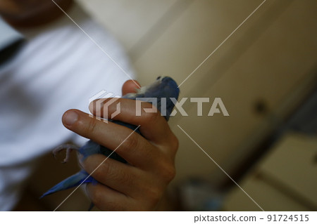 寵物 91724515