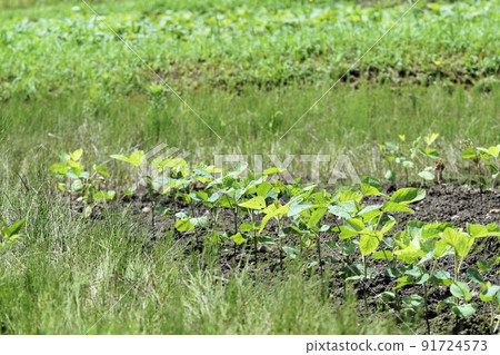 種植後 14 天的黑大豆 (Tamba black) 田間 土壤 Yose 仍是 7 月初 種植後 14 天的黑大豆 (Tamba black) 田間 土壤 Yose 仍是 7 月初 91724573