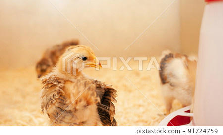 Chicks in chicken coop, sawdust litter, wooden house for chickens. Concept of housekeeping. looks into camera Chicks in chicken coop, sawdust litter, wooden house for chickens. Concept of housekeeping. looks into camera 91724759