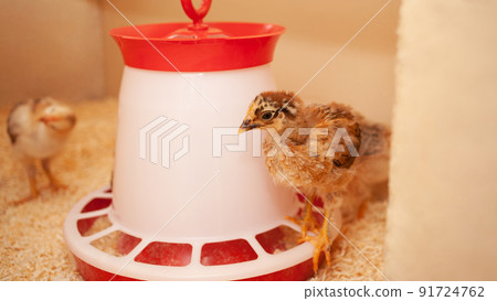 Chicks in chicken coop, sawdust litter, wooden house for chickens. Concept of housekeeping. bird molting Chicks in chicken coop, sawdust litter, wooden house for chickens. Concept of housekeeping. bird molting 91724762