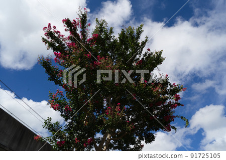 Midsummer crape myrtle Midsummer crape myrtle 91725105