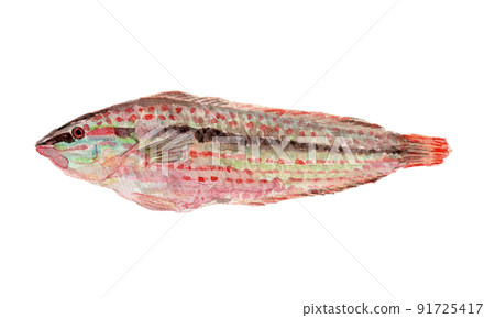 Watercolor illustration of parajulis (female) Watercolor illustration of parajulis (female) 91725417