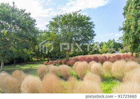 Kochia autumn leaves Kochia autumn leaves 91725660