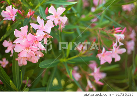 Beautiful pink oleander flowers on blur green leaves background Beautiful pink oleander flowers on blur green leaves background 91726155
