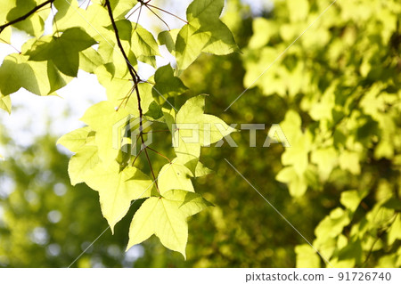 Maple leaf Maple leaf 91726740