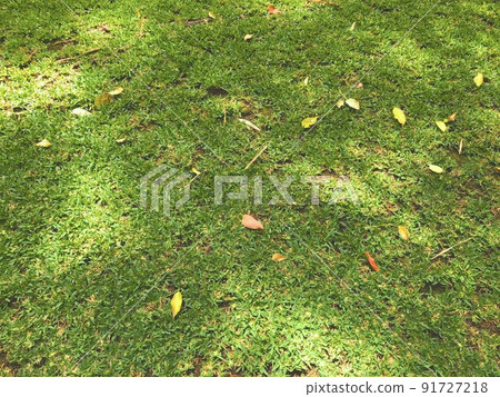 Lawn, sunbeams and fallen leaves "Cut from Wahiawa Botanical Garden, Hawaii" 91727218