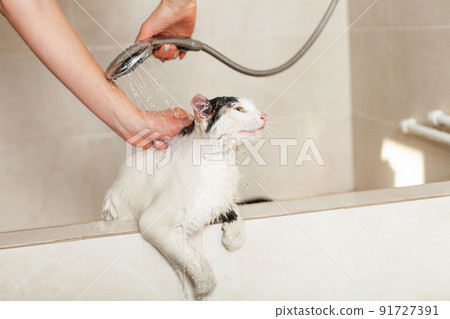 Bath or shower to a Persian breed cat. Funny cat in the bathroom. 91727391