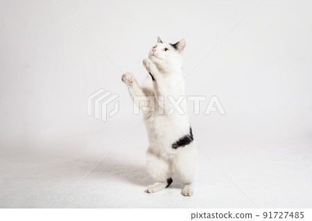black and white cat in front of a white background. funny cat, empty space for text 91727485