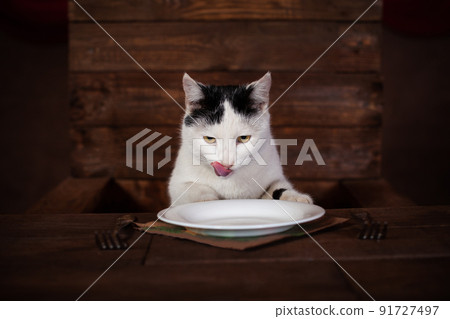 The cat eats sausage, sits on a wooden chair at the table. The cat is eating a sausage from a white plate. Cutlery - fork, napkin, plate stand on a wooden brown table. The cat mesmerizes koblas 91727497