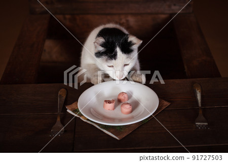 The cat eats sausage, sits on a wooden chair at the table. The cat is eating a sausage from a white plate. Cutlery - fork, napkin, plate stand on a wooden brown table. The cat mesmerizes koblas The cat eats sausage, sits on a wooden chair at the table. The cat is eating a sausage from a white plate. Cutlery - fork, napkin, plate stand on a wooden brown table. The cat mesmerizes koblas 91727503