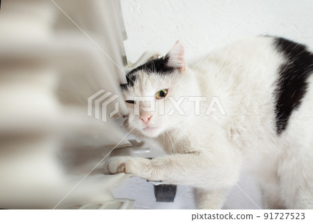 The cat is warming near the battery, a mobile heater, the cat has frozen, a cute cat. The cat lies at the heater. The cat is warming near the battery, a mobile heater, the cat has frozen, a cute cat. The cat lies at the heater. 91727523