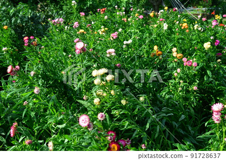 Gorgeous luster Strawflower (Strawflower) Gorgeous luster Strawflower (Strawflower) 91728637
