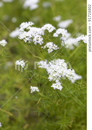 山造幣廠 山造幣廠 91728802