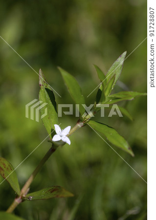 Meriken Mugra 91728807