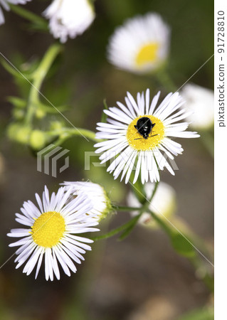 Ruri Marni beetle 91728810