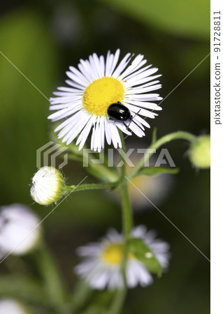 Ruri Marni beetle 91728811