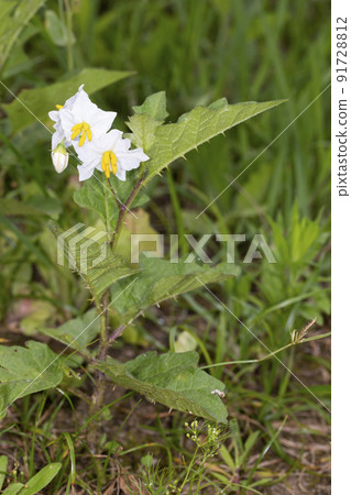 Warner Sobi 91728812