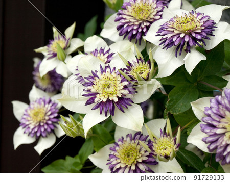 Summer flower Tessen (scientific name: Clematis florida) 91729133