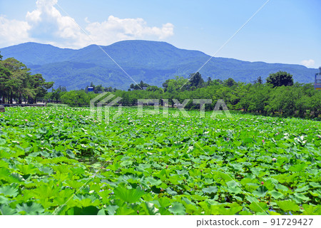 [Joetsu City, Niigata Prefecture] Lotus in Takada Castle Site Park 91729427