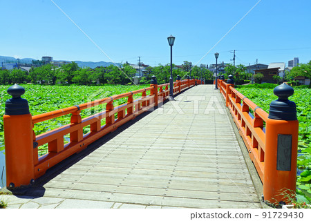 [新潟縣上越市]高田城址公園的蓮花和外堀的紅橋 91729430