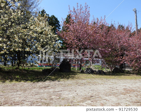 Cherry blossoms in full bloom Sakura Sakura Uzen Narita Station Flower Nagai Line 91729530