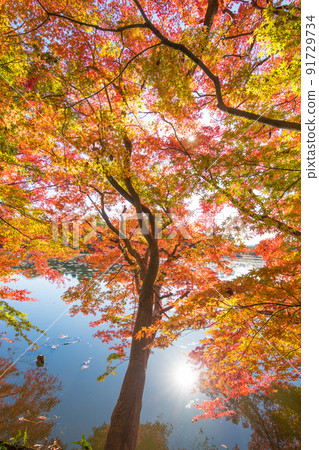 推薦神社的紅葉（大分縣中津市） 91729734
