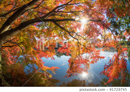 推薦神社的紅葉(大分縣中津市) 推薦神社的紅葉(大分縣中津市) 91729745