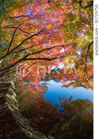 推薦神社的紅葉(大分縣中津市) 推薦神社的紅葉(大分縣中津市) 91729750