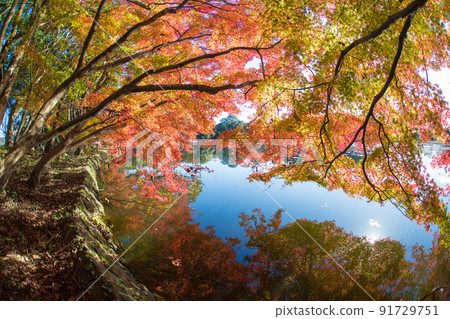 推薦神社的紅葉（大分縣中津市） 91729751